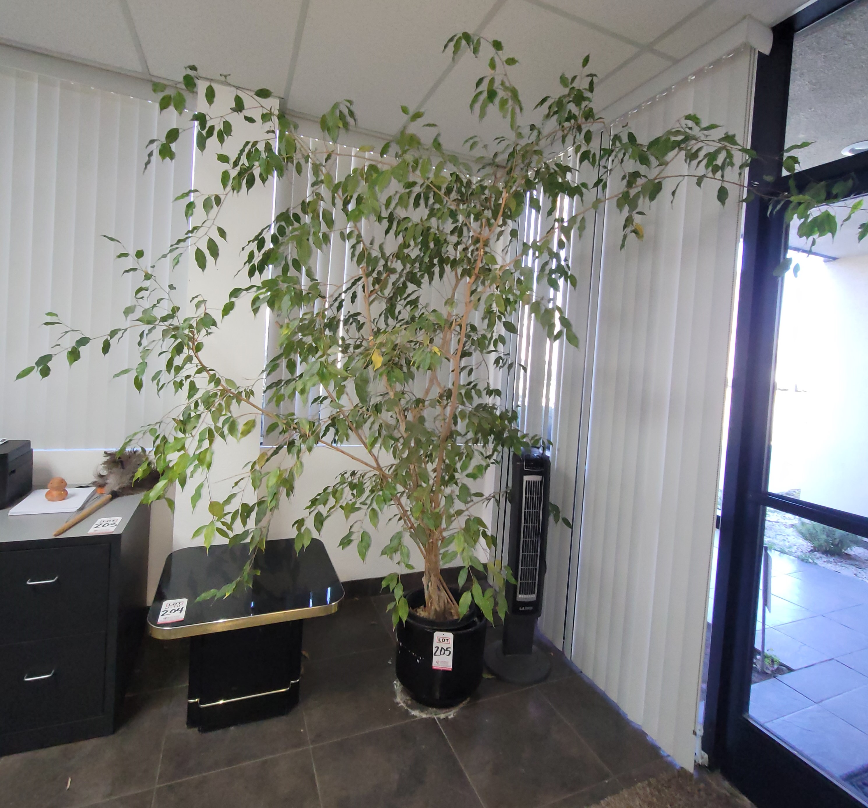 FICUS IN BLACK POT-205